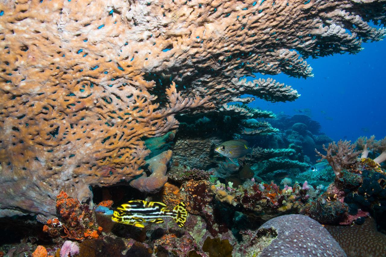 Gecko Nature Lodge Home Of Swahili Divers The Best Dive Center And Famous Gecko Restaurant Verani Ngoại thất bức ảnh