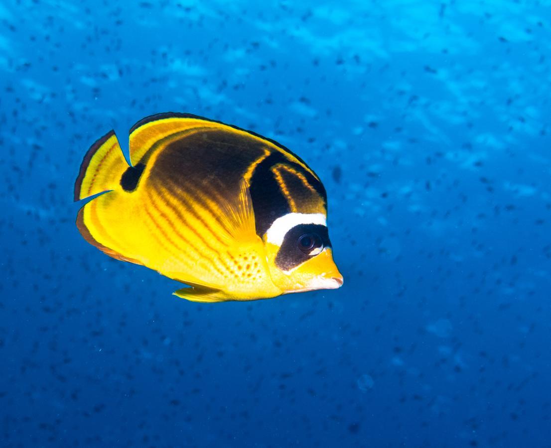 Gecko Nature Lodge Home Of Swahili Divers The Best Dive Center And Famous Gecko Restaurant Verani Ngoại thất bức ảnh