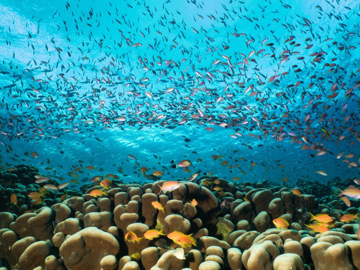 Gecko Nature Lodge Home Of Swahili Divers The Best Dive Center And Famous Gecko Restaurant Verani Ngoại thất bức ảnh