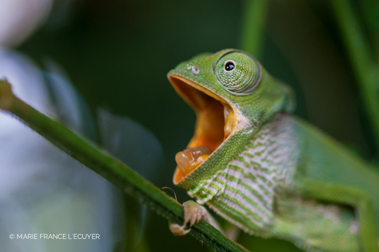 Gecko Nature Lodge Home Of Swahili Divers The Best Dive Center And Famous Gecko Restaurant Verani Ngoại thất bức ảnh