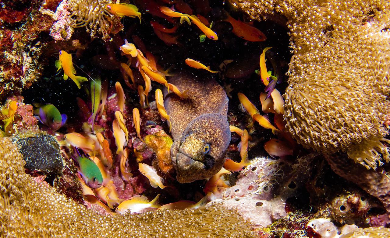 Gecko Nature Lodge Home Of Swahili Divers The Best Dive Center And Famous Gecko Restaurant Verani Ngoại thất bức ảnh