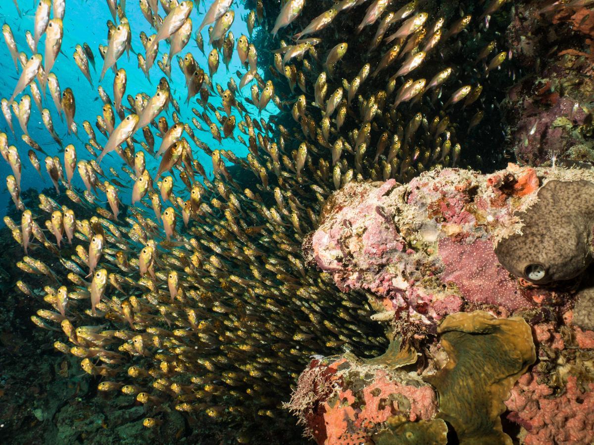 Gecko Nature Lodge Home Of Swahili Divers The Best Dive Center And Famous Gecko Restaurant Verani Ngoại thất bức ảnh