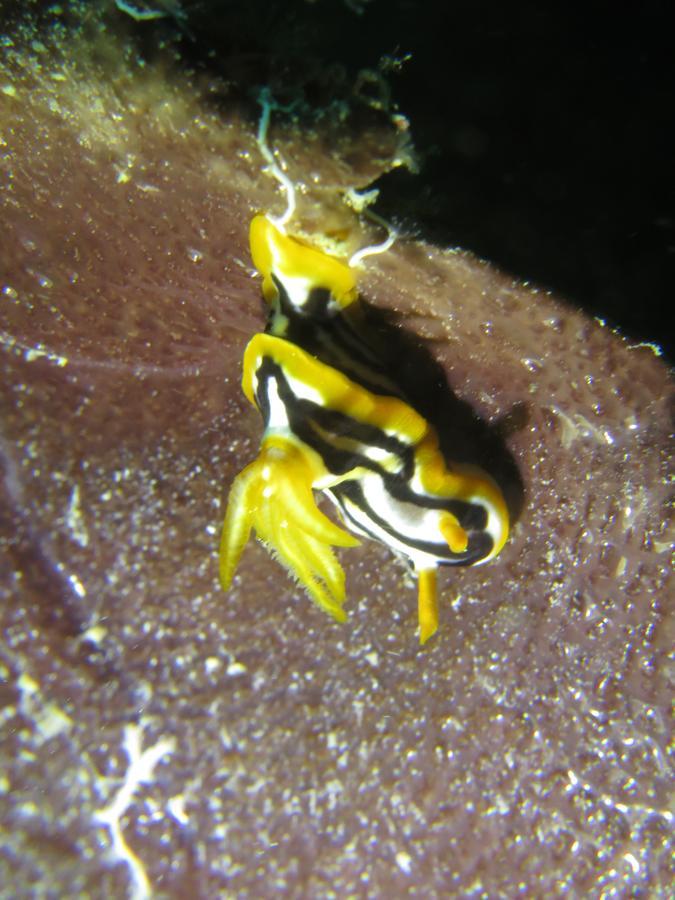 Gecko Nature Lodge Home Of Swahili Divers The Best Dive Center And Famous Gecko Restaurant Verani Ngoại thất bức ảnh