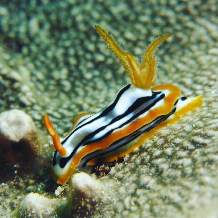 Gecko Nature Lodge Home Of Swahili Divers The Best Dive Center And Famous Gecko Restaurant Verani Ngoại thất bức ảnh