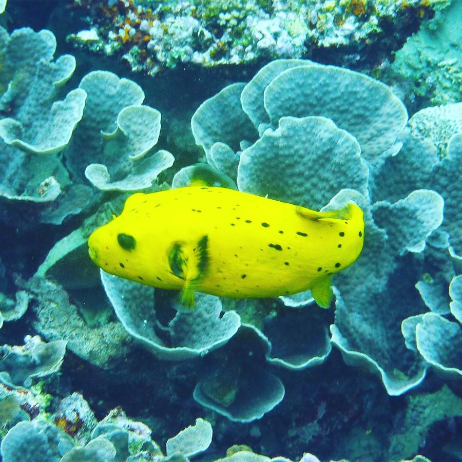 Gecko Nature Lodge Home Of Swahili Divers The Best Dive Center And Famous Gecko Restaurant Verani Ngoại thất bức ảnh