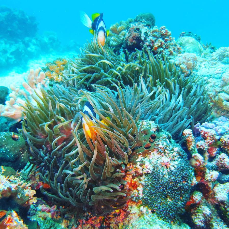 Gecko Nature Lodge Home Of Swahili Divers The Best Dive Center And Famous Gecko Restaurant Verani Ngoại thất bức ảnh